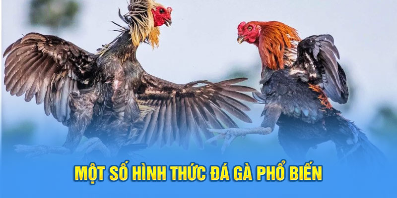 Một số hình thức đá gà phổ biến