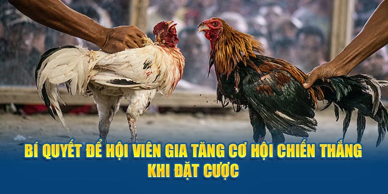 Bí quyết để hội viên gia tăng cơ hội chiến thắng khi đặt cược