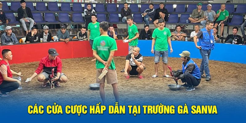 Các cửa cược hấp dẫn tại trường gà Savan