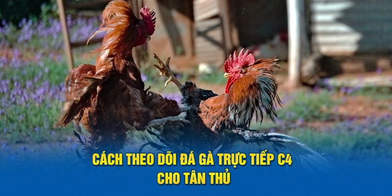 Cách theo dõi đá gà trực tiếp C4 cho tân thủ