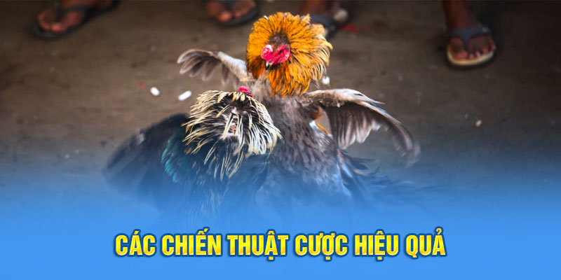 Các chiến thuật cược hiệu quả