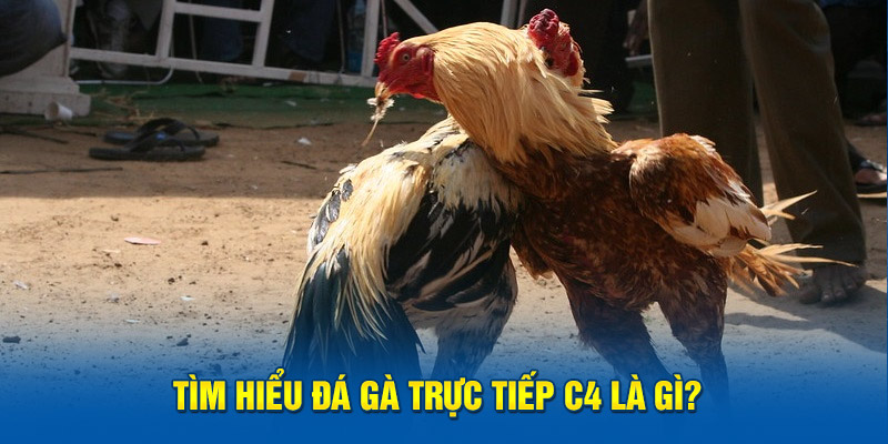 Tìm hiểu đá gà trực tiếp C4 là gì?