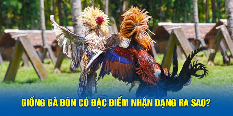 Giống gà đòn có đặc điểm nhận dạng ra sao?