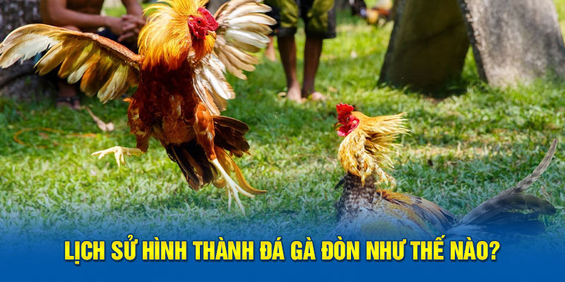 Lịch sử hình thành đá gà đòn như thế nào?