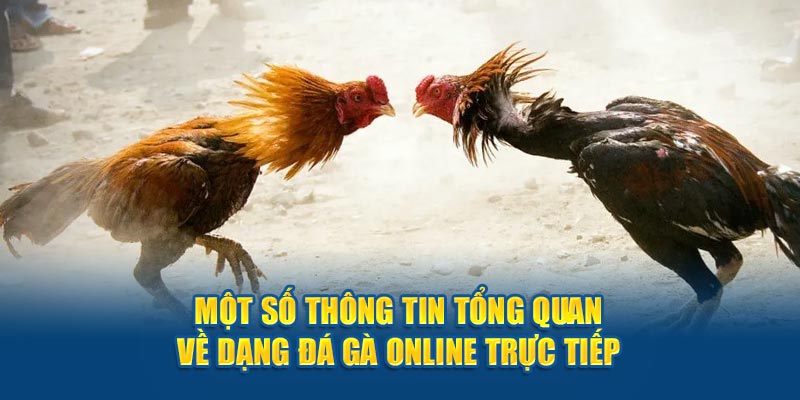 Một số thông tin tổng quan về dạng đá gà online trực tiếp