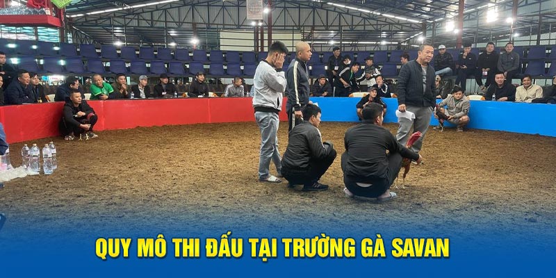 Quy mô thi đấu tại trường gà Savan 