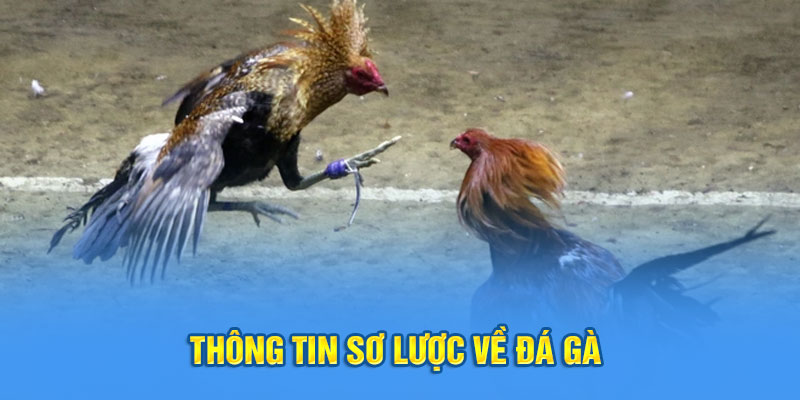 Thông tin sơ lược về đá gà