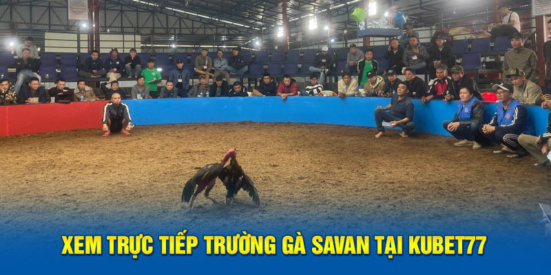 Xem trực tiếp trường gà Savan tại Kubet77