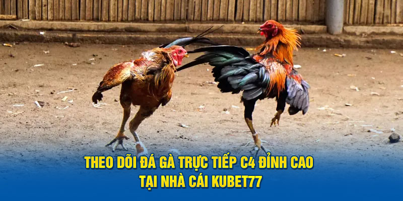 đá gà trực tiếp C4