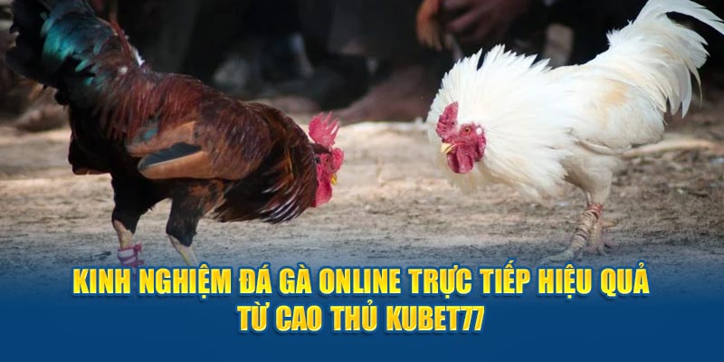 Kinh Nghiệm Đá Gà Online Trực Tiếp Hiệu Quả Từ Cao Thủ