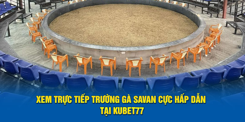 trường gà Savan